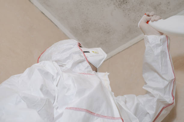 Best DIY Mold Remediation Support Services in Thornton, CO