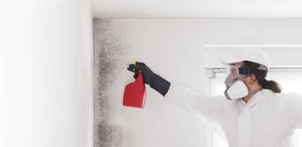 Best Mold Remediation for Schools in Thornton, CO