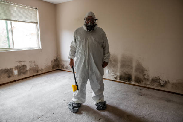 Best Residential Mold Remediation in Thornton, CO